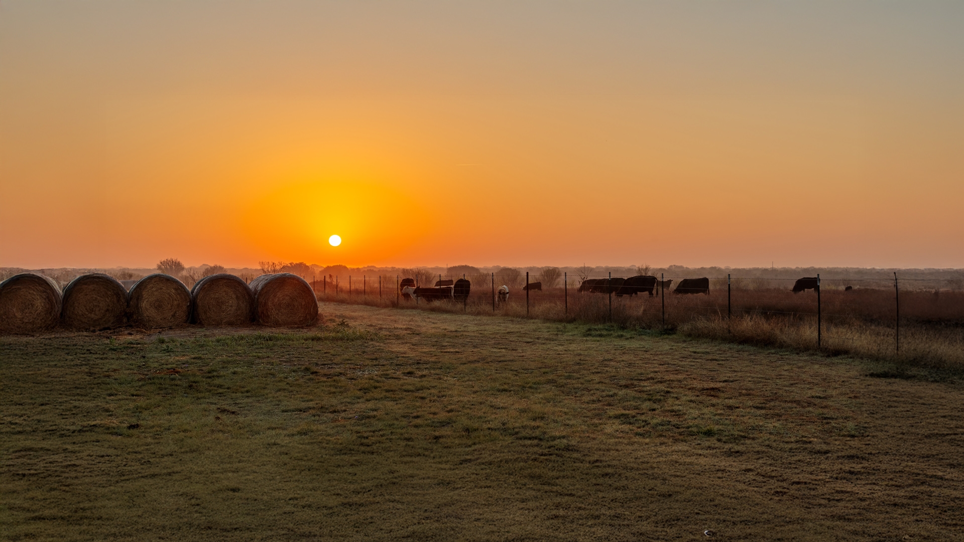 Ranch Morning
